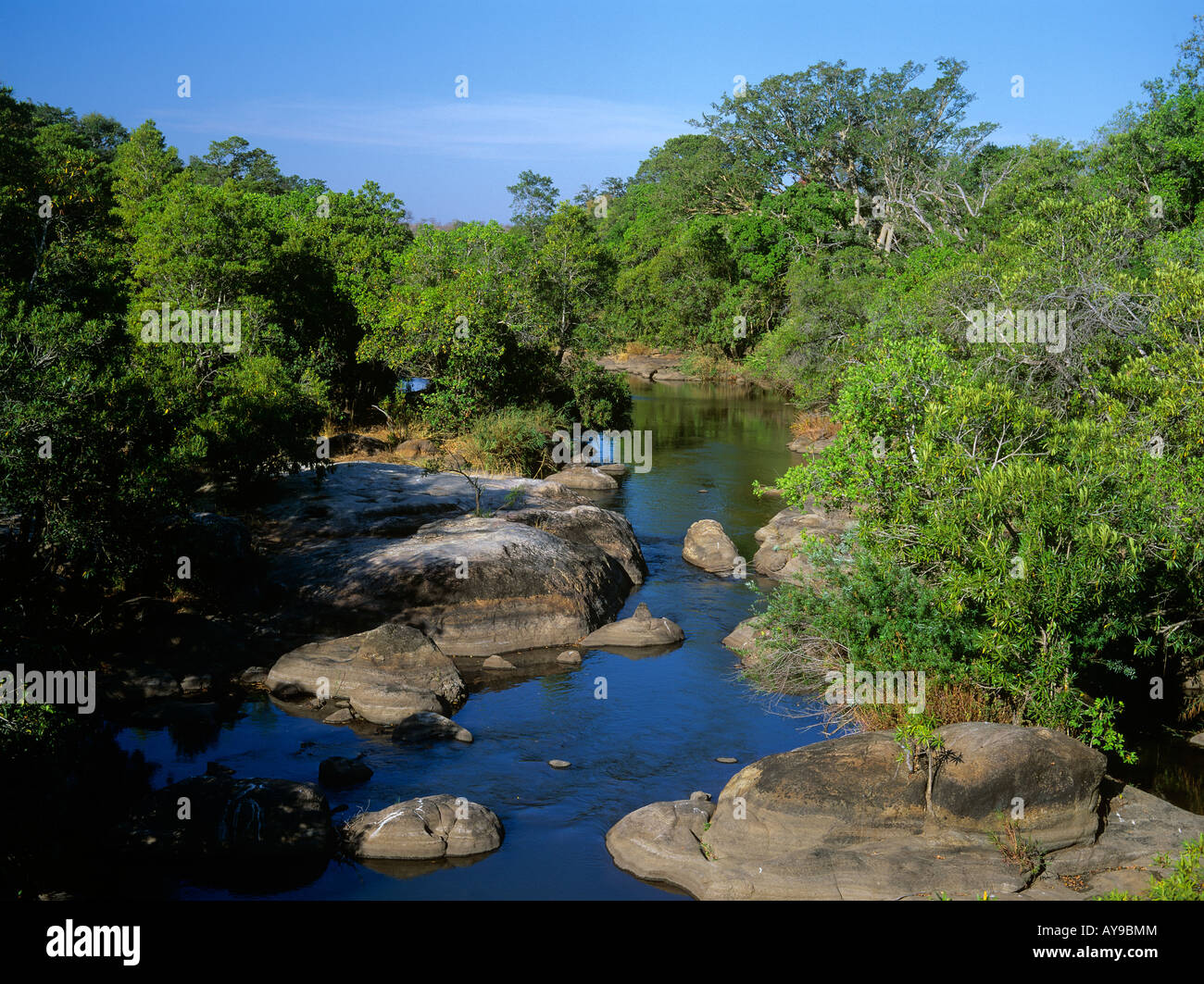 Riverine Wald in Olifants River Kruger National Park Transvaal in Südafrika Stockfoto