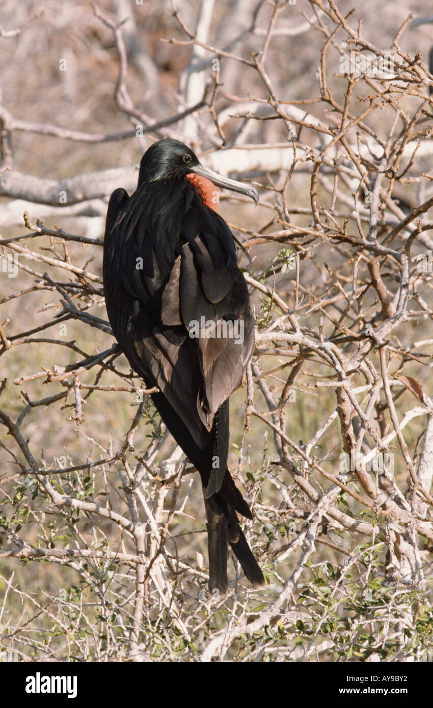Herrliche Frigatebird Fregata magnificens männlichen North Seymour Galapagos Stockfoto