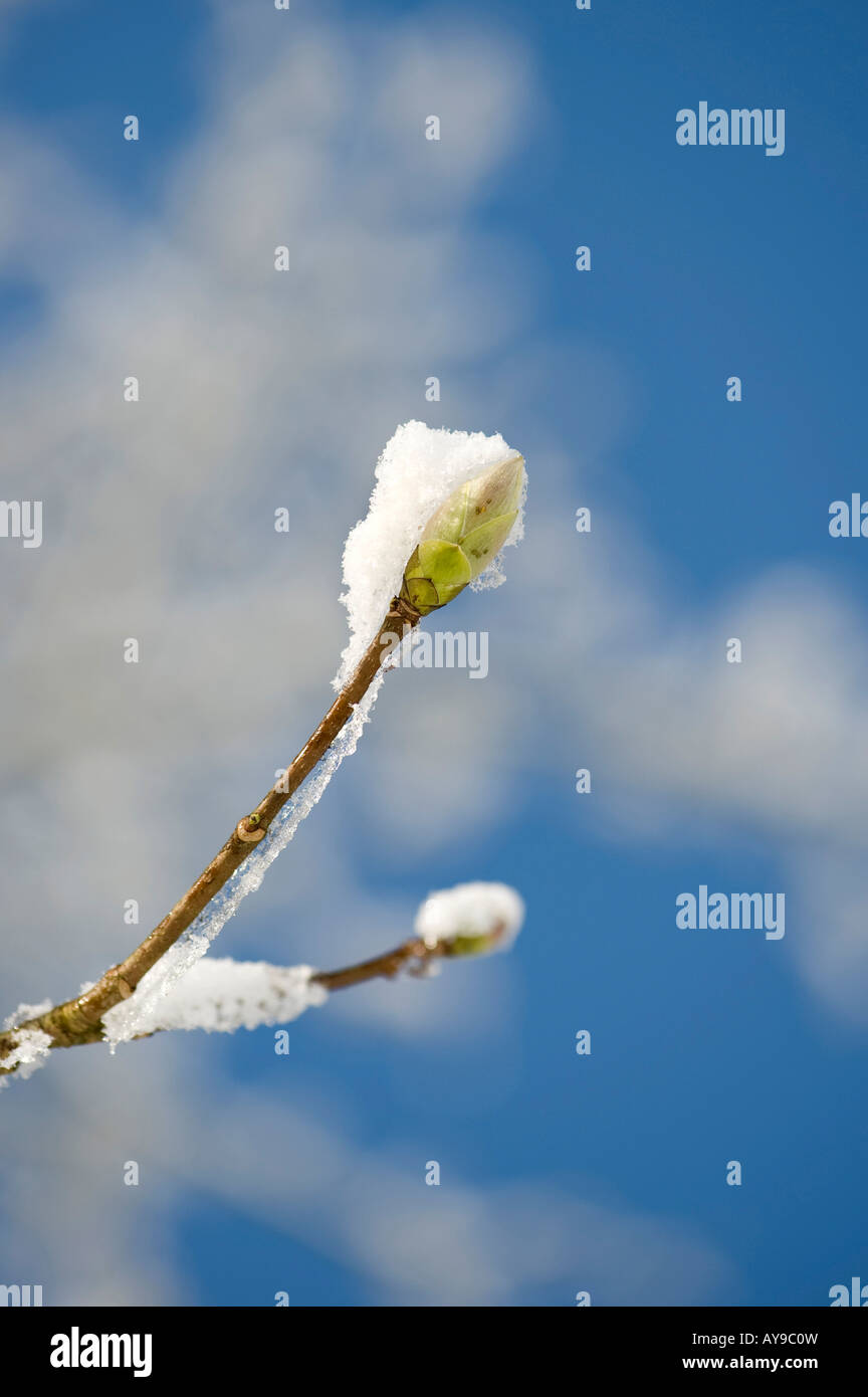 Acer Pseudoplatanus. Ahorn Baum Zweige und Knospen bedeckt im Schnee vor einem blauen Himmel. UK Stockfoto