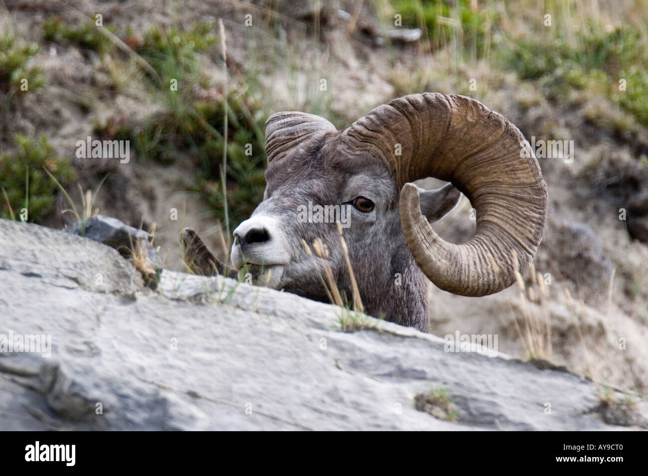 Rocky Mountain Bighorn Sheep ruht auf einem Hügel Stockfoto