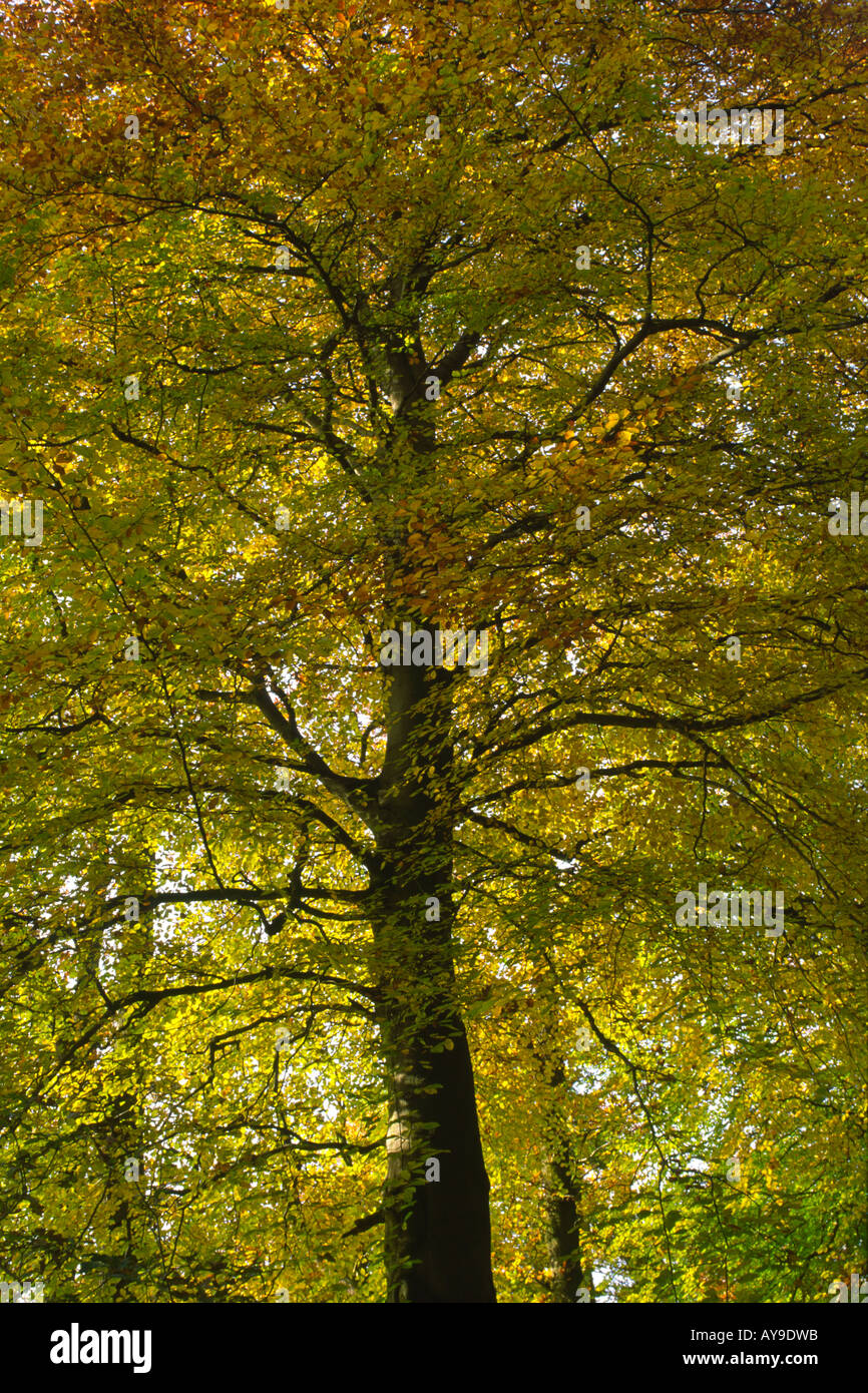 Herbstfärbung in einen Buchenwald North Yorkshire Stockfoto