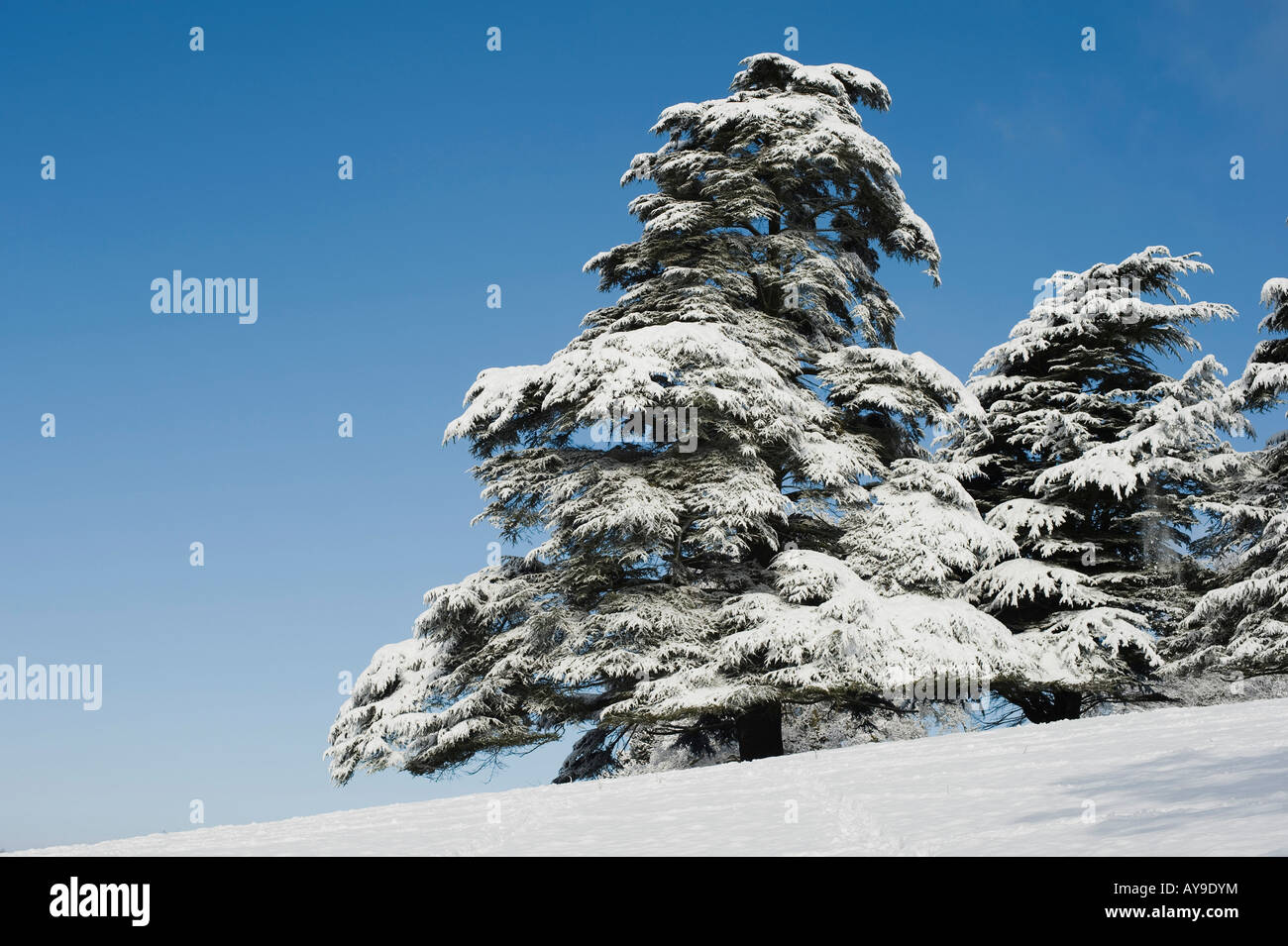 Schneebedeckte Zeder in der englischen Landschaft. Oxfordshire, England Stockfoto