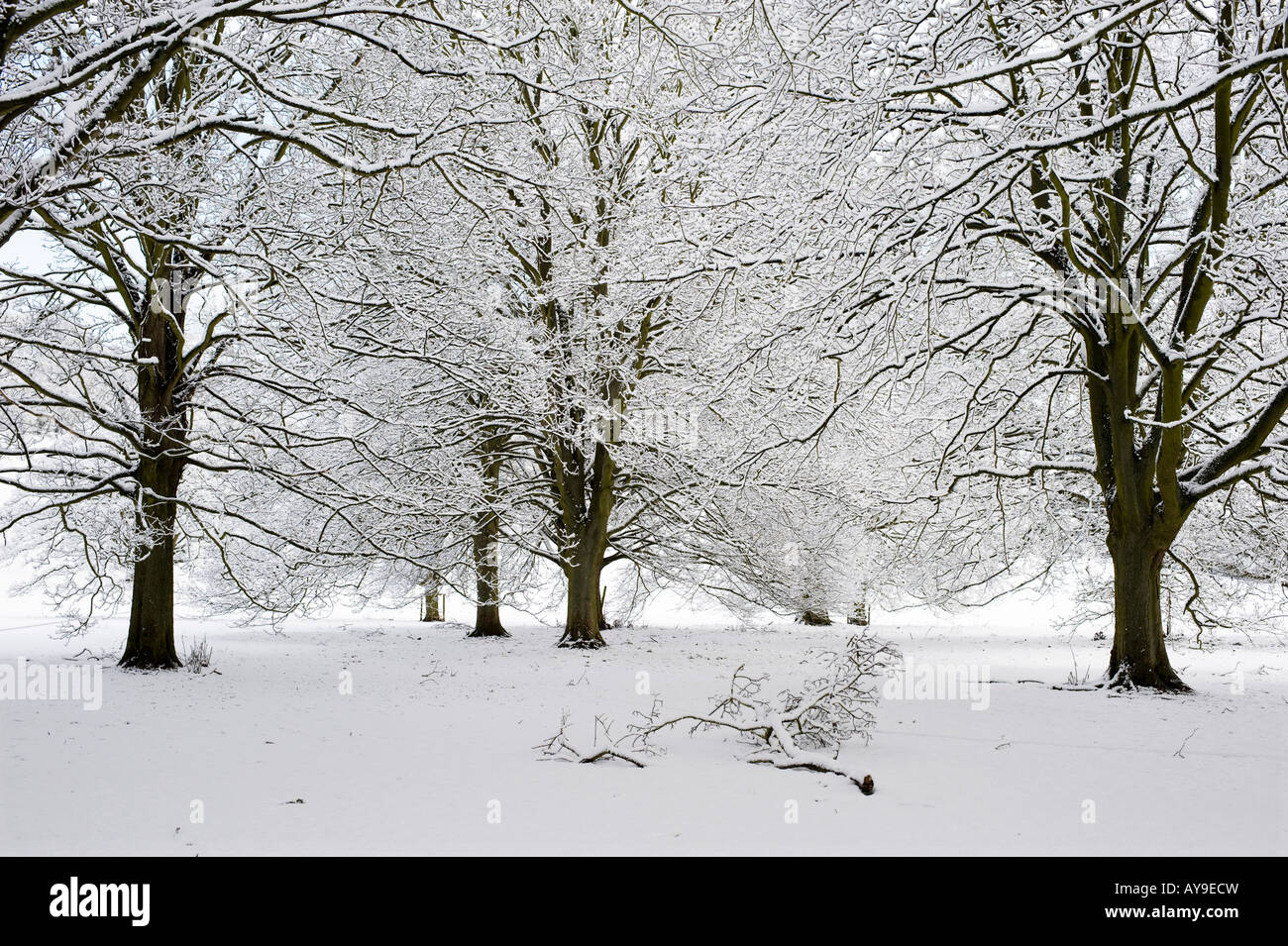 Schneebedeckte Bäume in der Landschaft Oxfordshire. UK Stockfoto