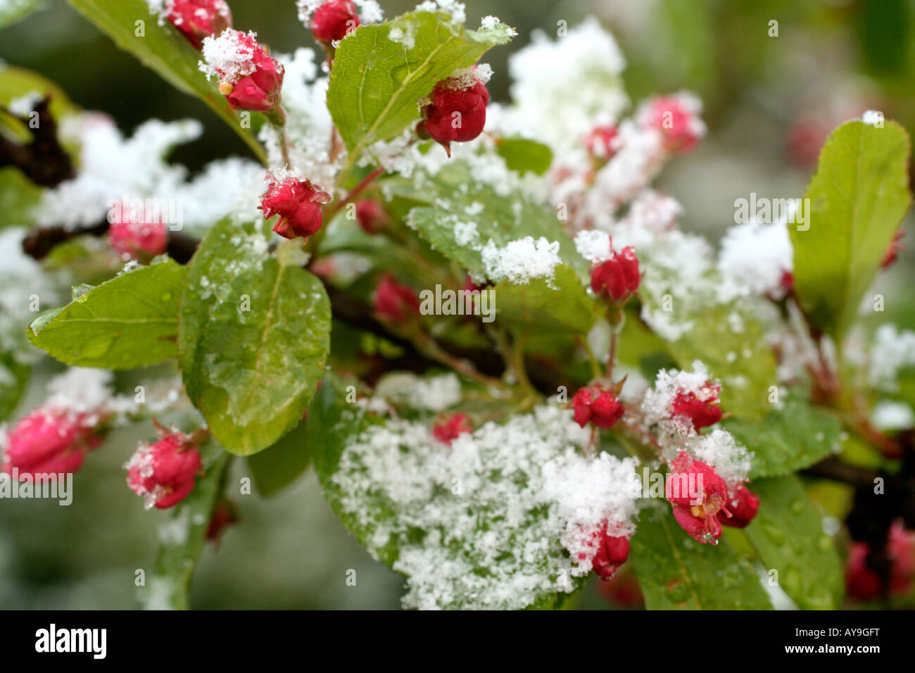 APRIL SCHNEE AUF BLÜTENKNOSPEN VON MALUS FLORIBUNDA Stockfoto