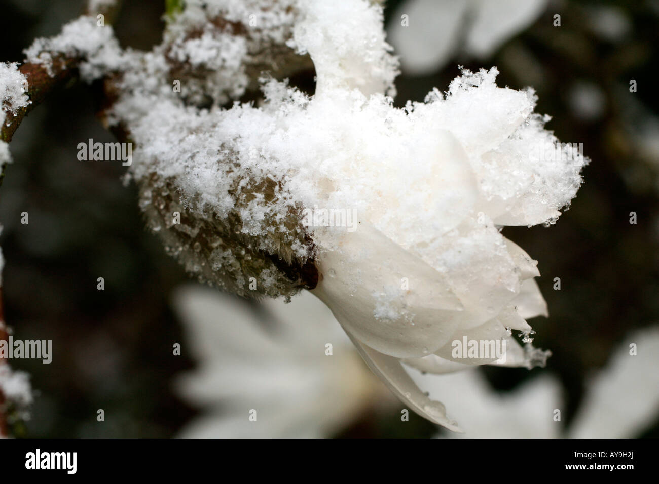 APRIL SCHNEE AUF BLUME MAGNOLIA STELLATA WATERLILY AGM Stockfoto