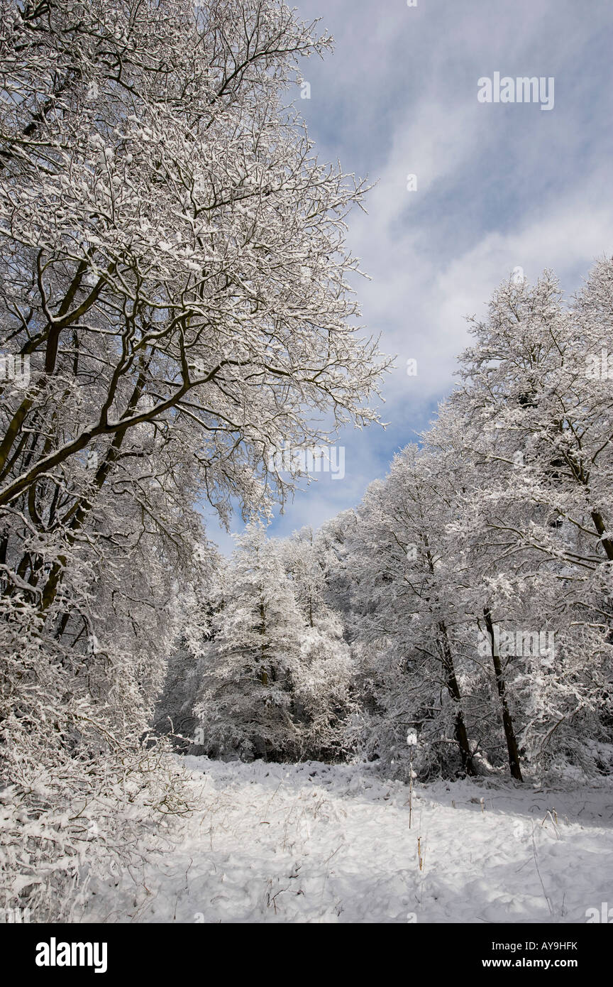 Schneebedeckte Bäume in der englischen Landschaft. Oxfordshire, England Stockfoto