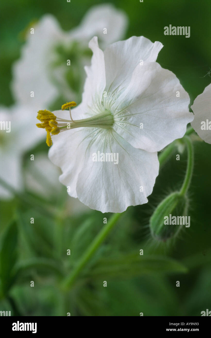 Geranium Phaeum 'Album'. Altrosa Storchschnabel, Trauer Witwe. Stockfoto