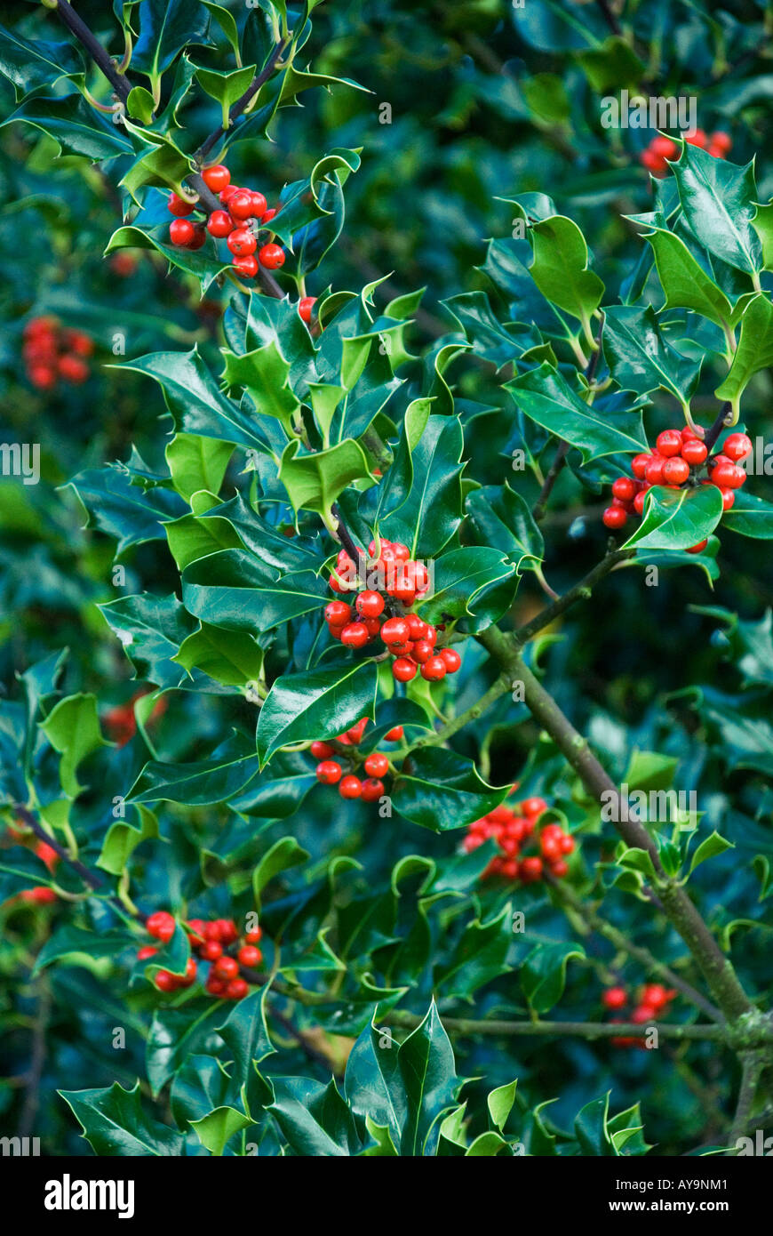 Eine Stechpalme im Herbst mit einer gesunden Ernte von roten Beeren Stockfoto