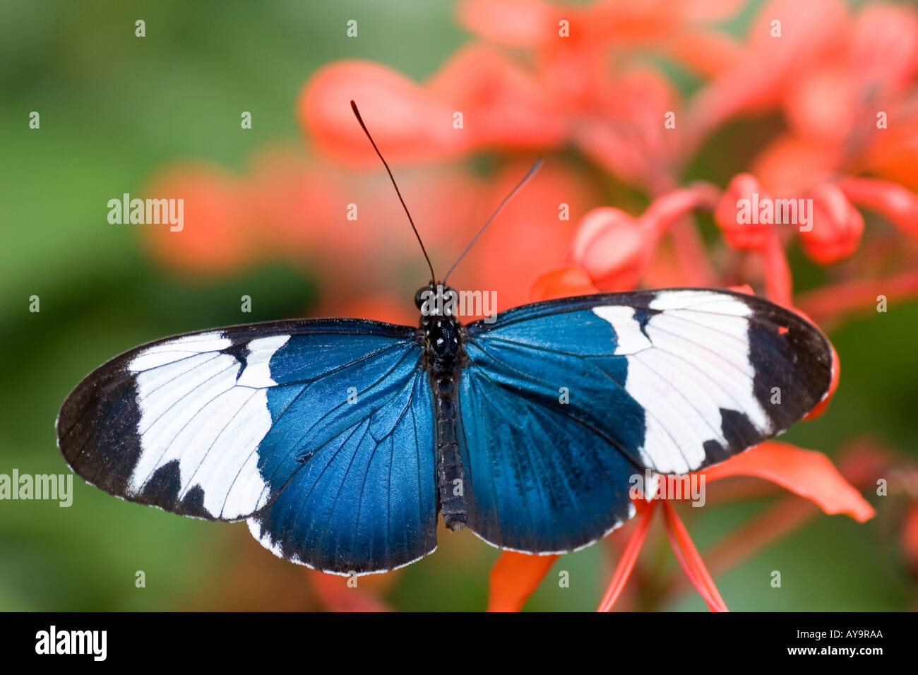 Native Costa Rica Schmetterling auf den Schmetterlingsgärten in Gainesville Florida getroffen Stockfoto