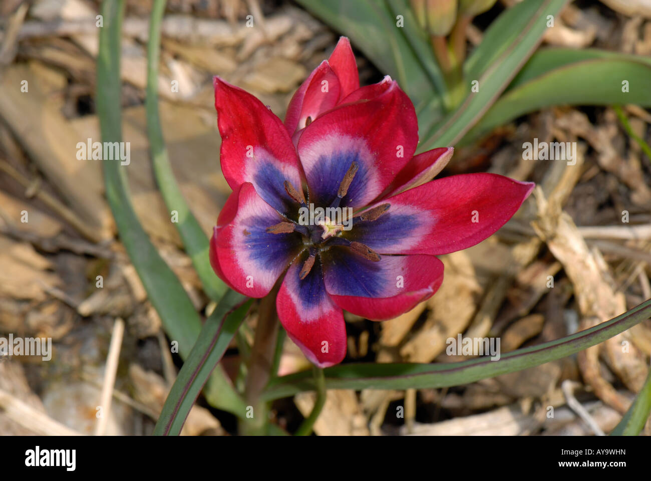 Blüte einer Miniatur-Tulpe kleine Schönheit Stockfoto