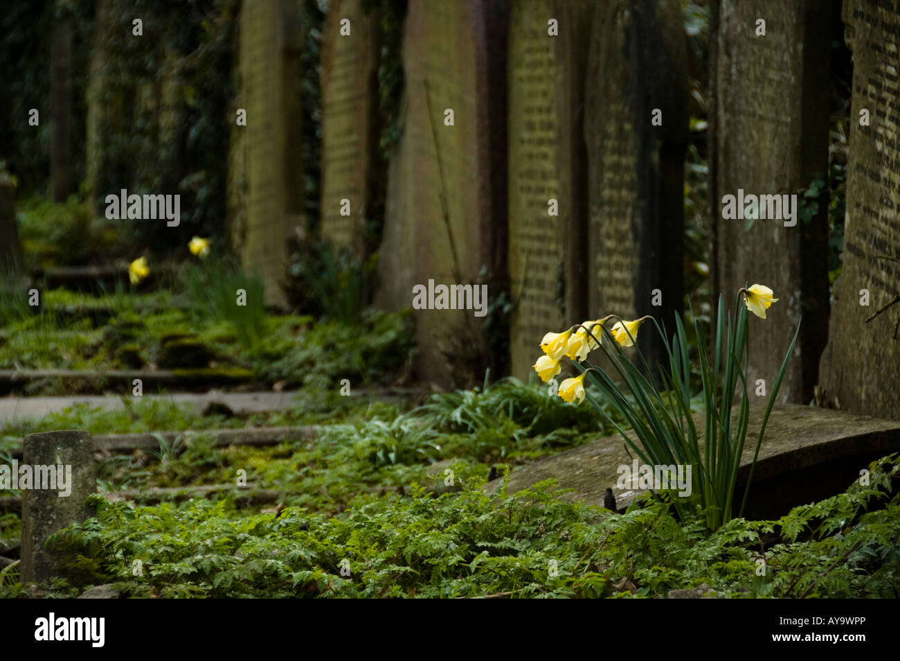 Highgate Cemetery in London, UK Stockfoto