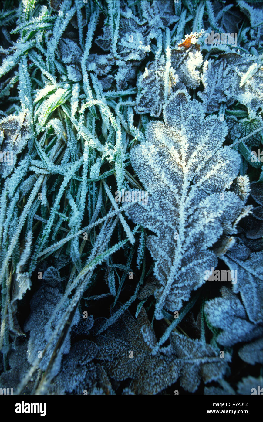 Frostigen Oak Leaf im Winter Dorset county England UK Stockfoto