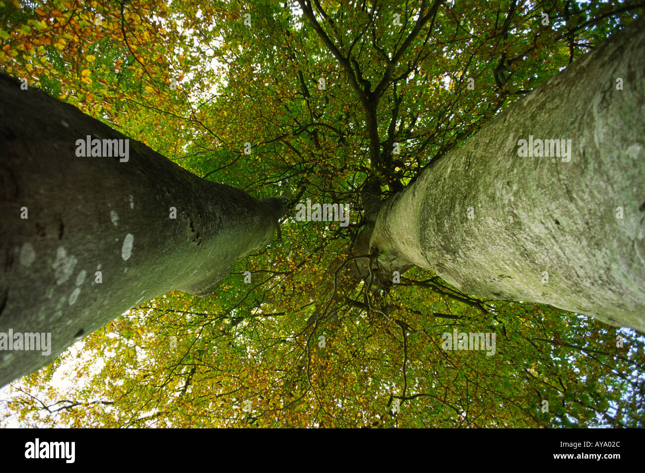 Herbst Buche Baumkronen in Dorset county England UK Stockfoto