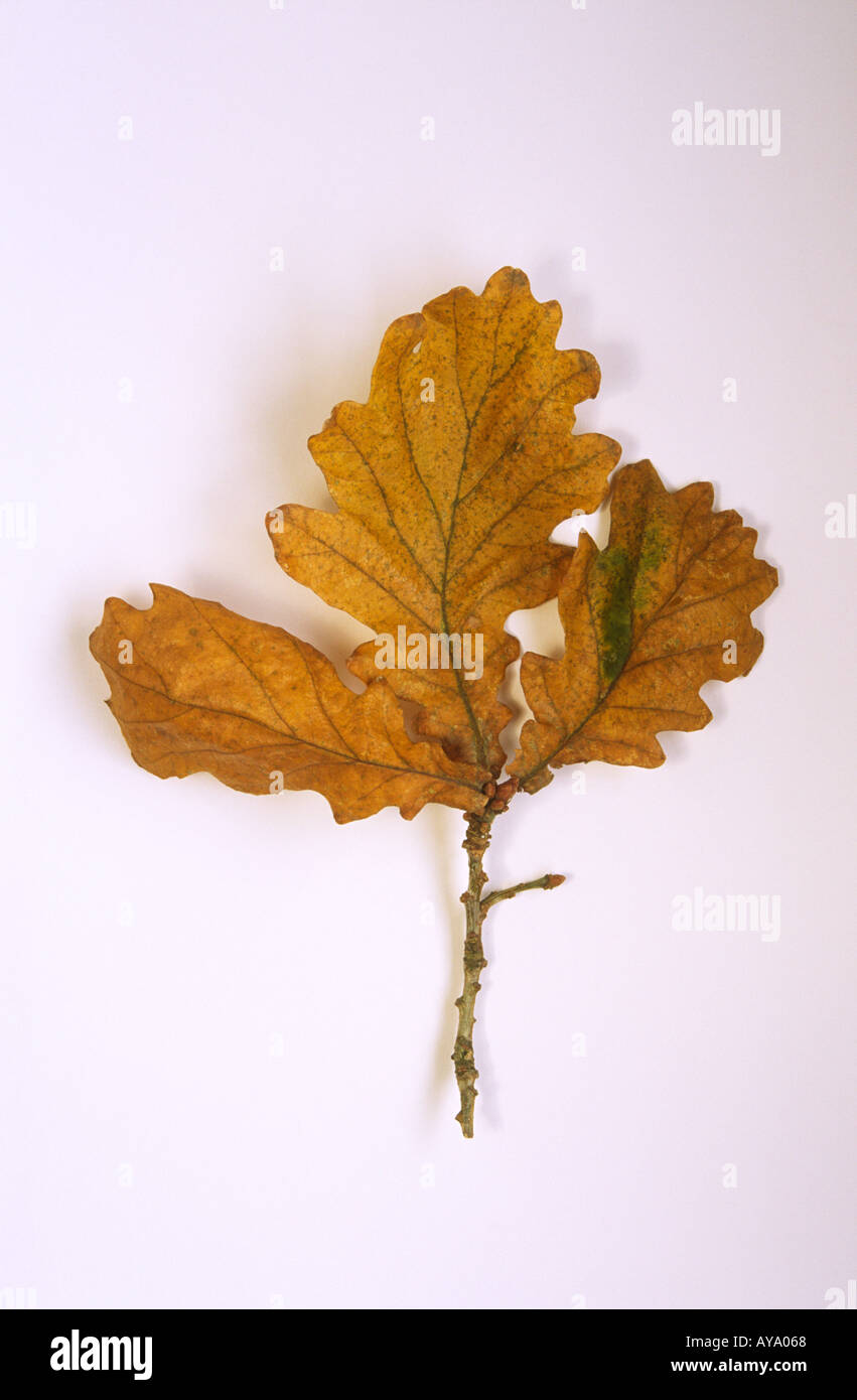 Herbst-Oak Leaf Stillleben Stockfoto