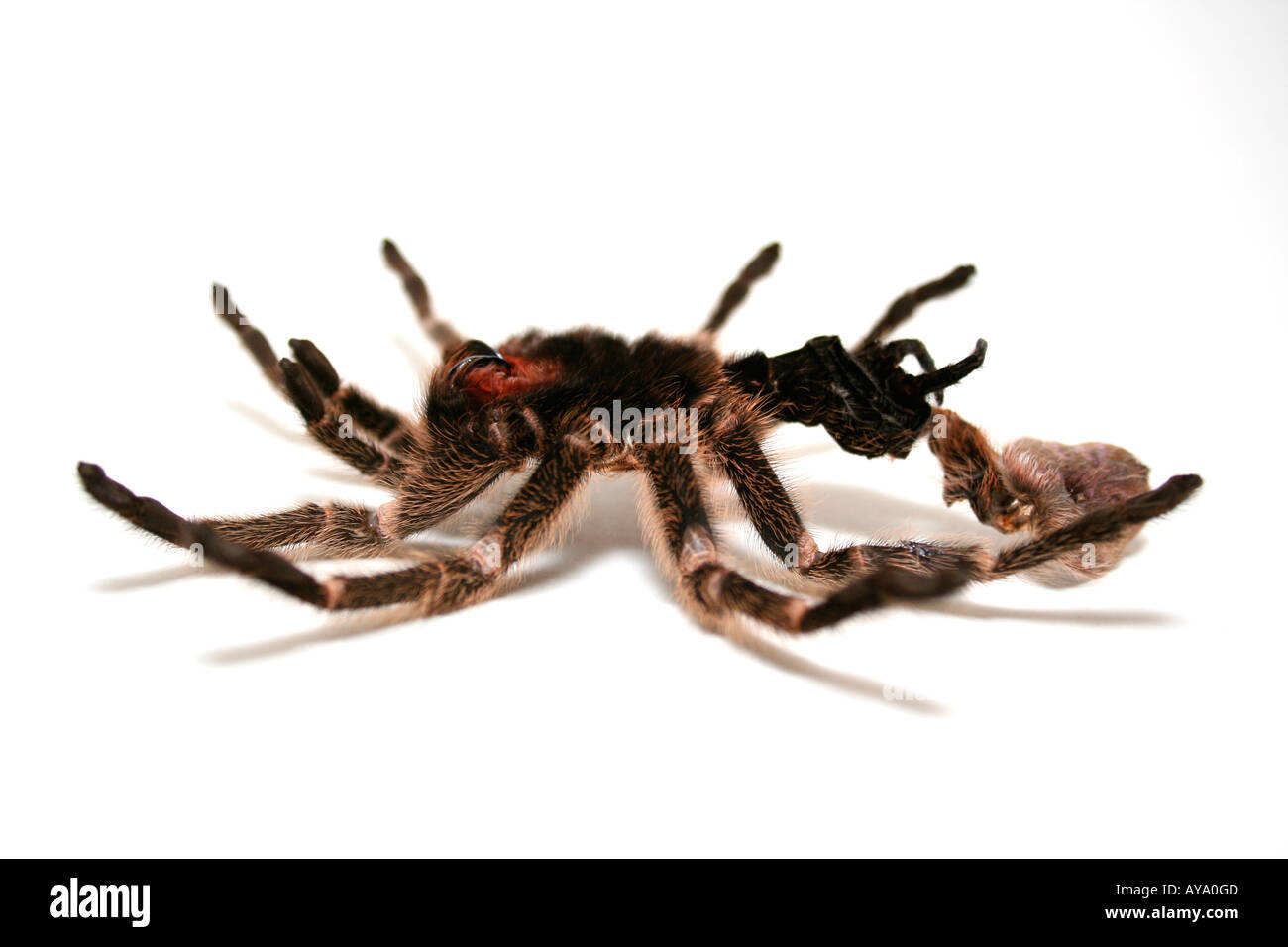 Vogelspinne ist Haut gemausert. Stockfoto