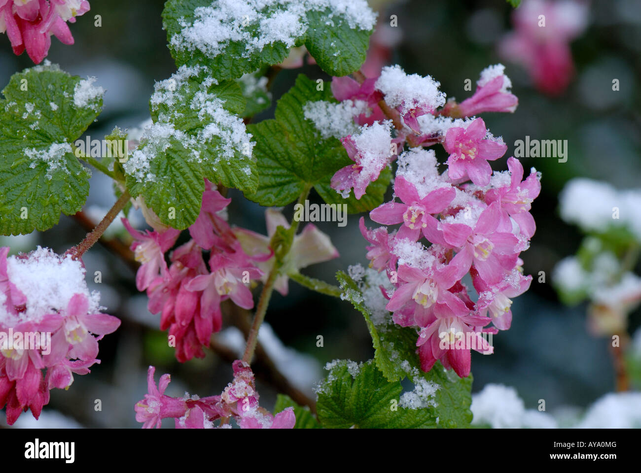 Ribes sanguineum Fotos und Bildmaterial in hoher Auflösung Alamy