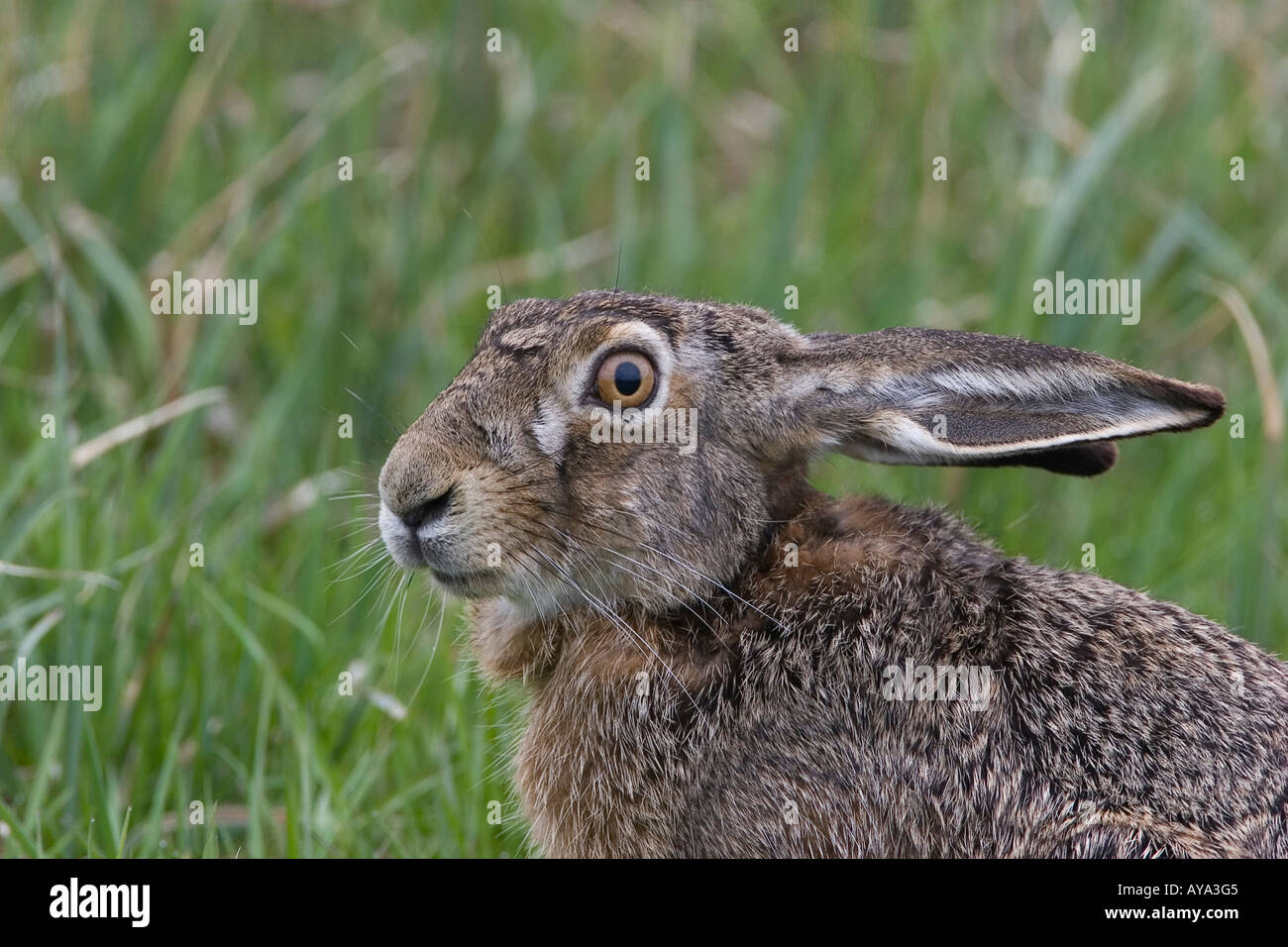 Hase Lepus europaeus Stockfoto