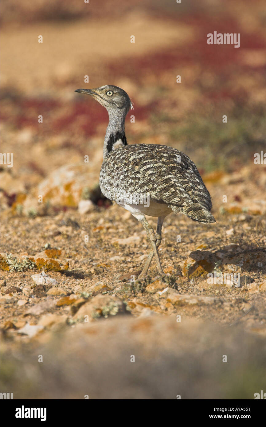 Houbara Bustard Chlamydotis Undulata stalking in der Wüste auf Fuerteventura im März. Stockfoto