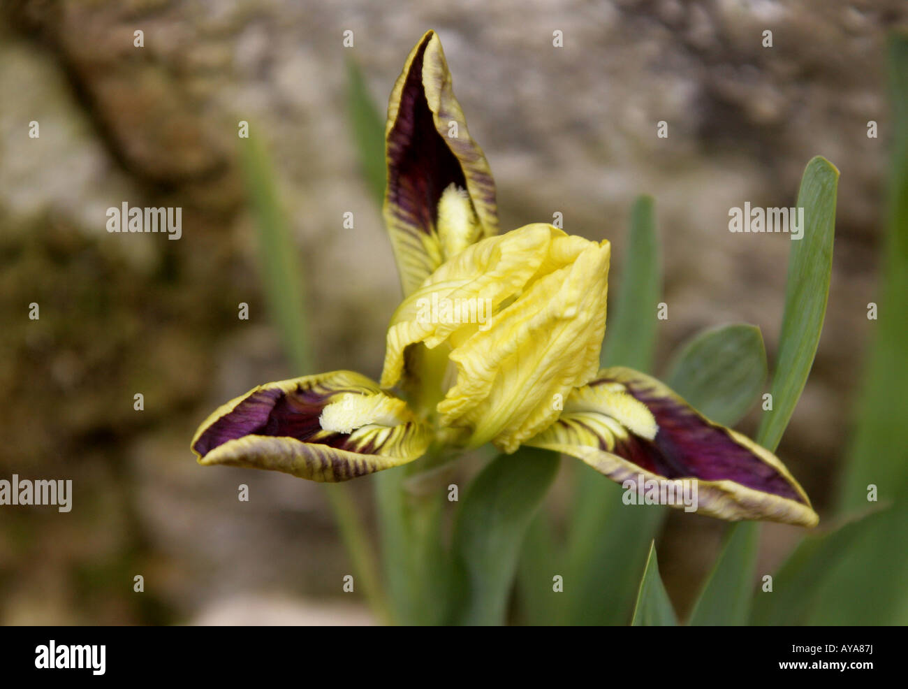 Iris pseudopumila, Iridaceae Stockfoto