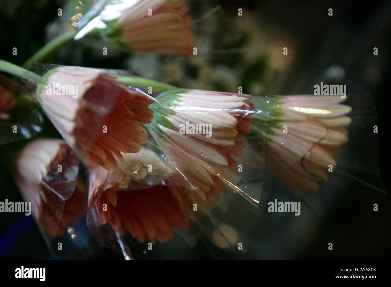 verpackte Blumen Stockfoto