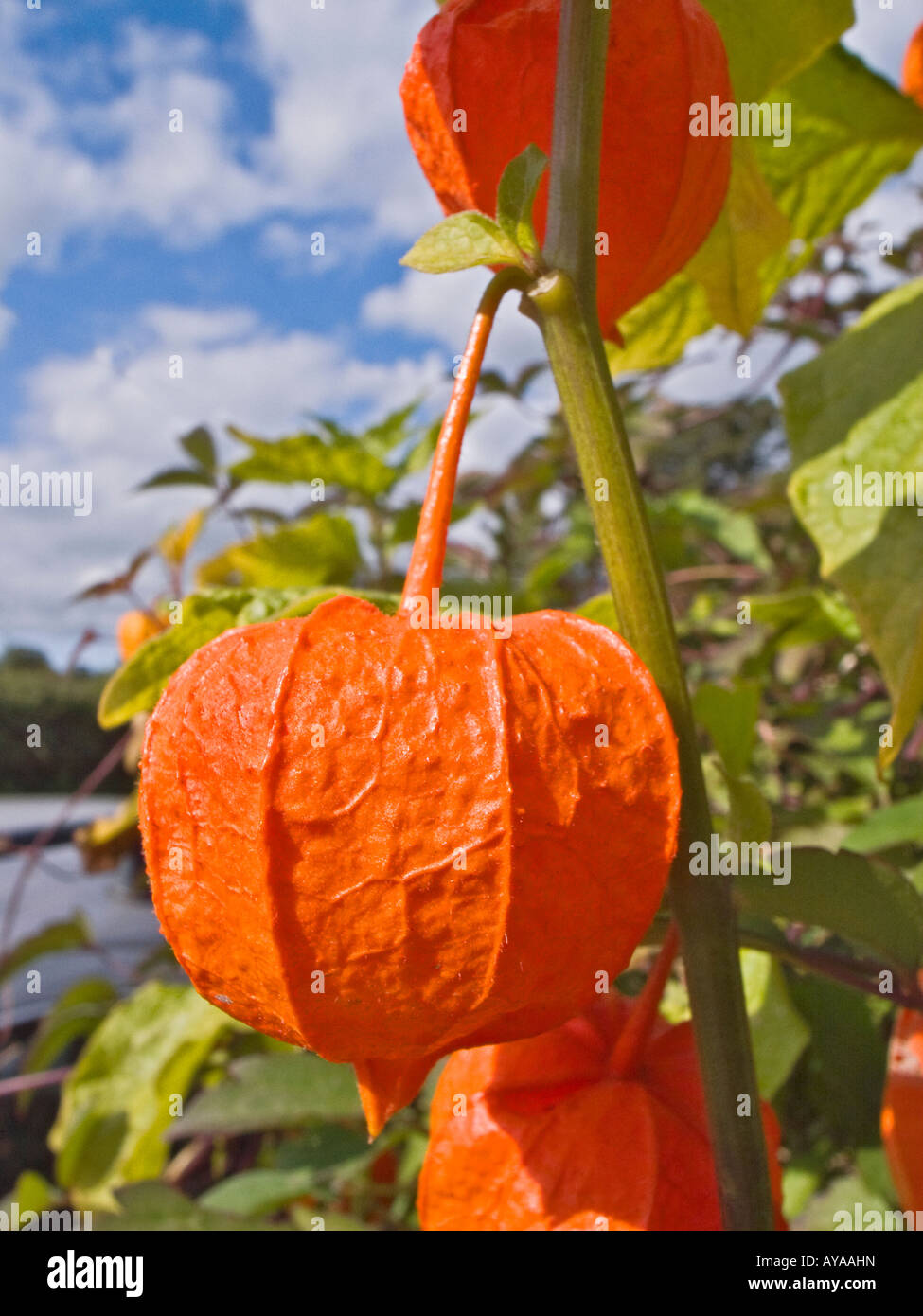 Chinesische Laterne oder Physalis eine mehrjährige zeigt bunte Samenkapseln im Herbst Stockfoto