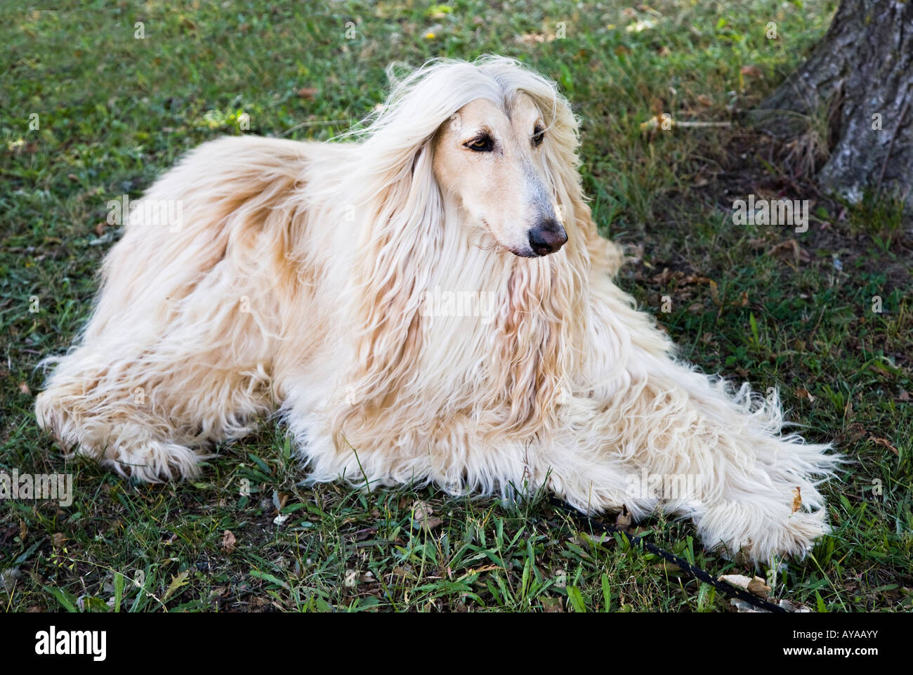 Afghanischer Windhund im Schatten liegend Stockfoto