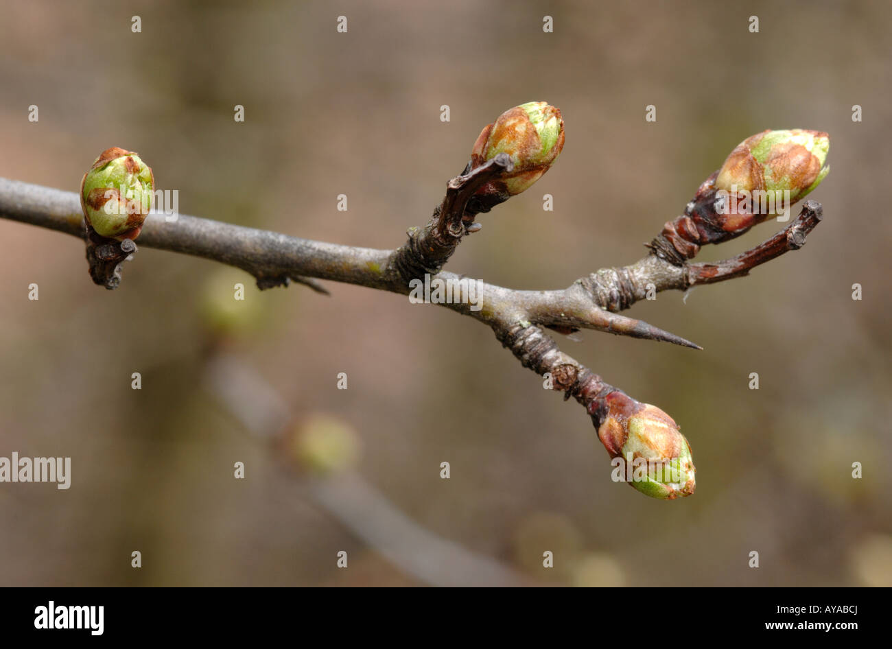 Frostschäden, Blattknospen des Mai-Baum Stockfoto