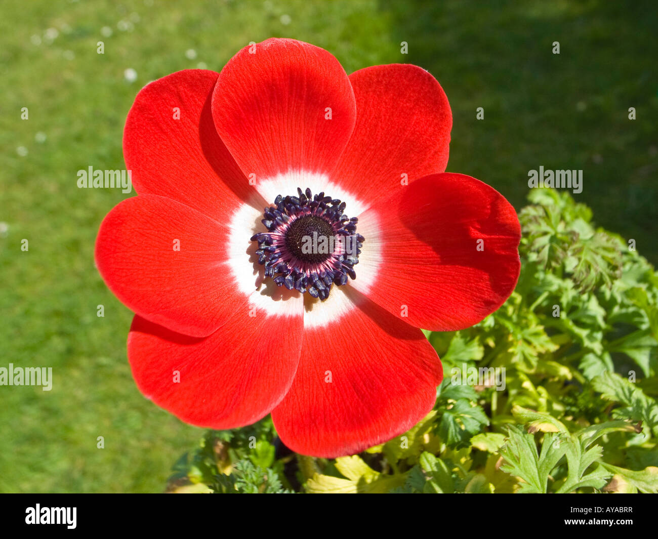 Rote Blume Anemone coronaria De Caen im April GROSSBRITANNIEN  Stockfotografie - Alamy