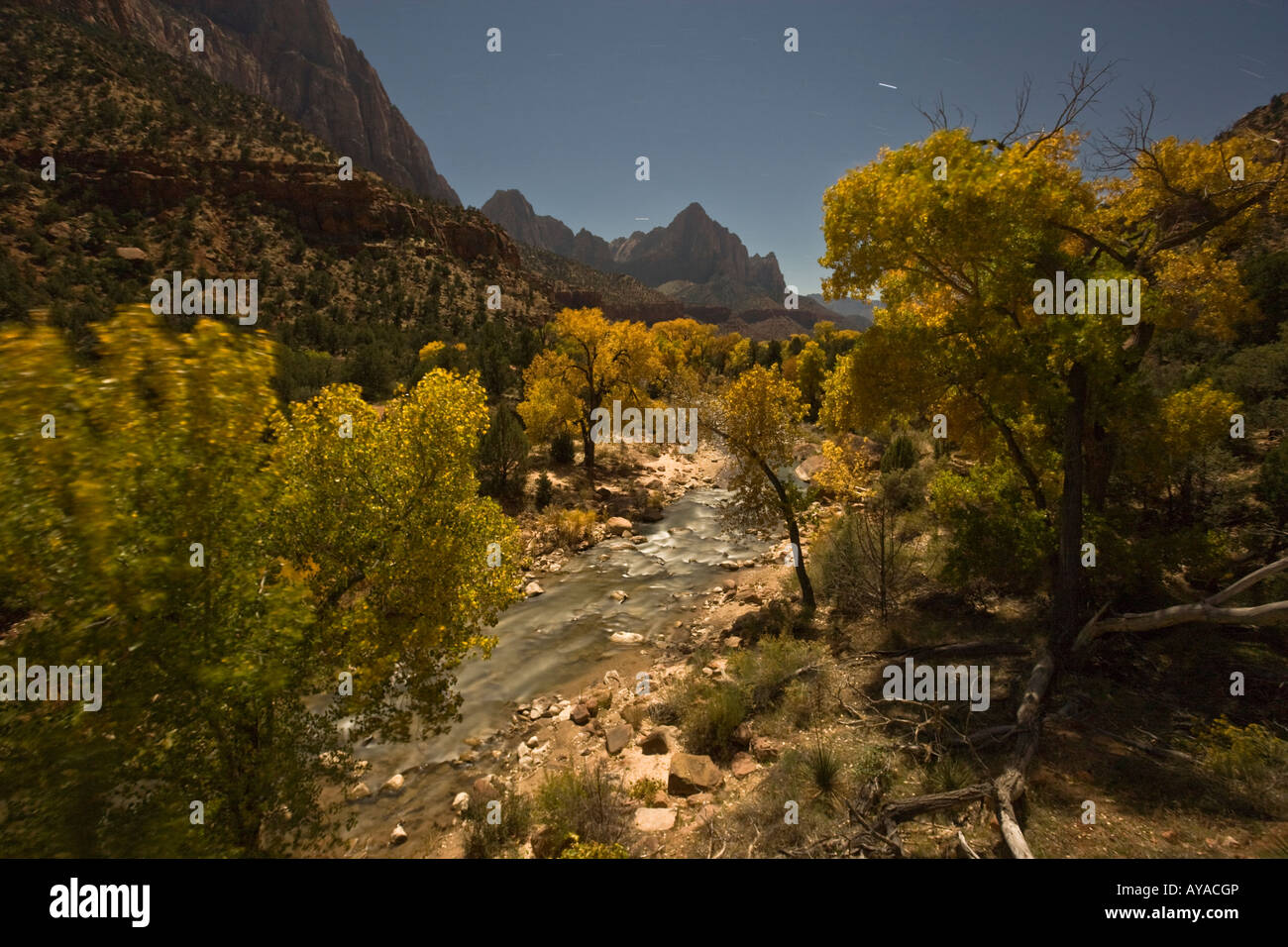 Einzigartiger Blick auf herbstliche North Fork Virgin River und The Watchman Zion Nationalpark Utah nur mit Sternen und Mond beleuchtet Stockfoto