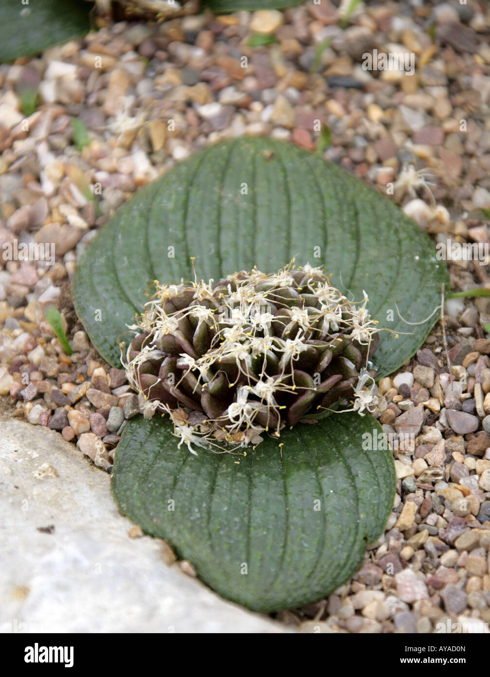 Abrahams Buch oder niederländischen Fußabdrücke Blume, Massonia Pustulata, Hyacinthaceae. Stockfoto