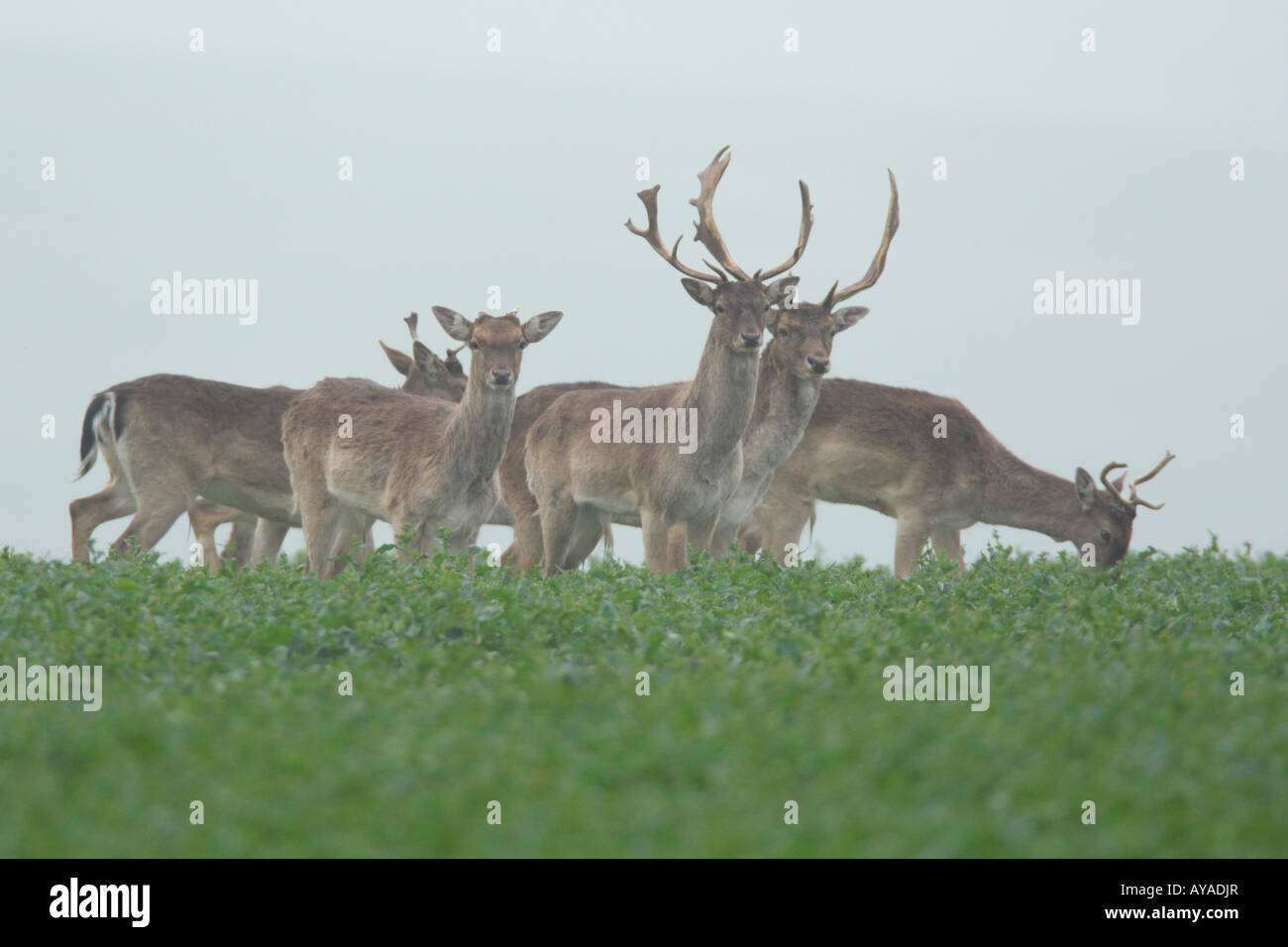Damhirsch Dama Dama Gruppe auf Winterweizen Therfield Hertfordshire Stockfoto