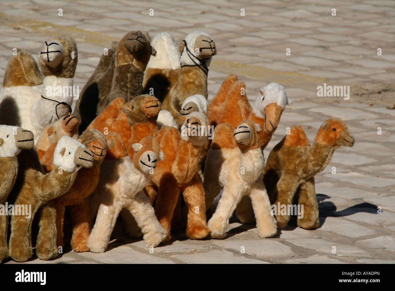 Gefüllte Kamele vor einem touristischen Geschäft in Kairouan Tunesien Nordafrika Stockfoto