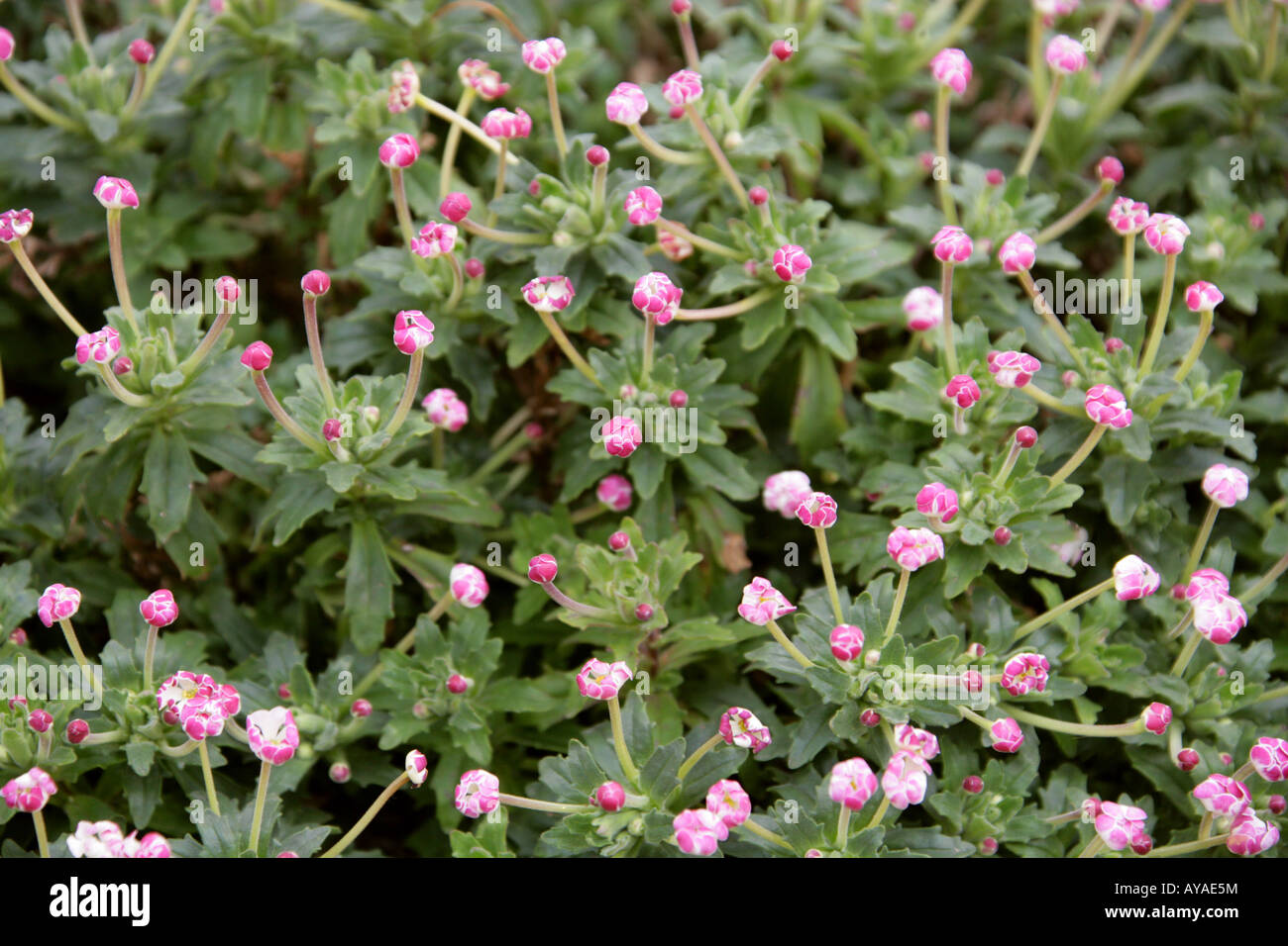 Zaluzianskya Ovata Flower Stockfotos und -bilder Kaufen - Alamy