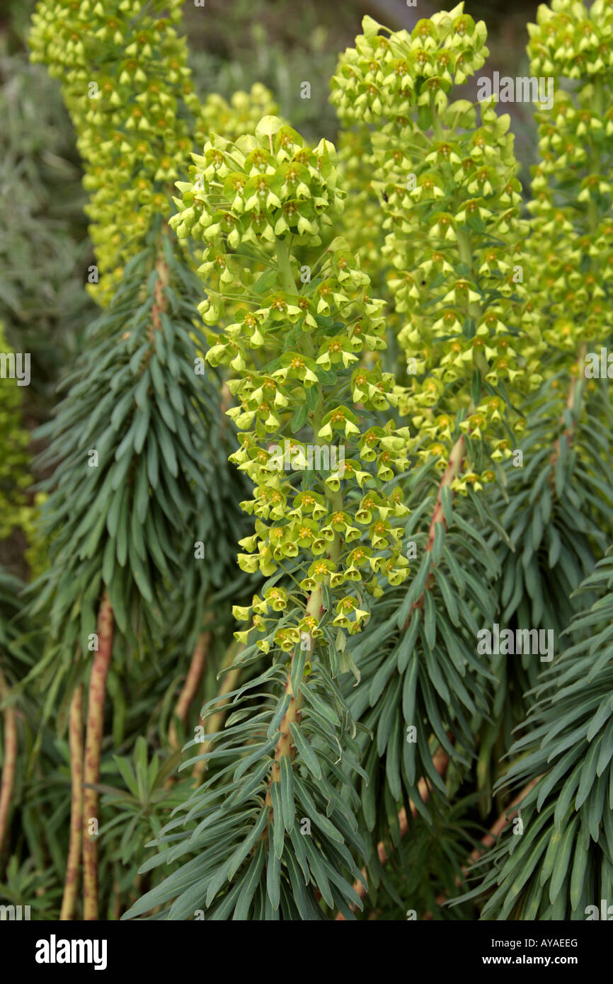 Mittelmeer Holz Wolfsmilch Euphorbia Characias Ssp wulfenii Stockfoto