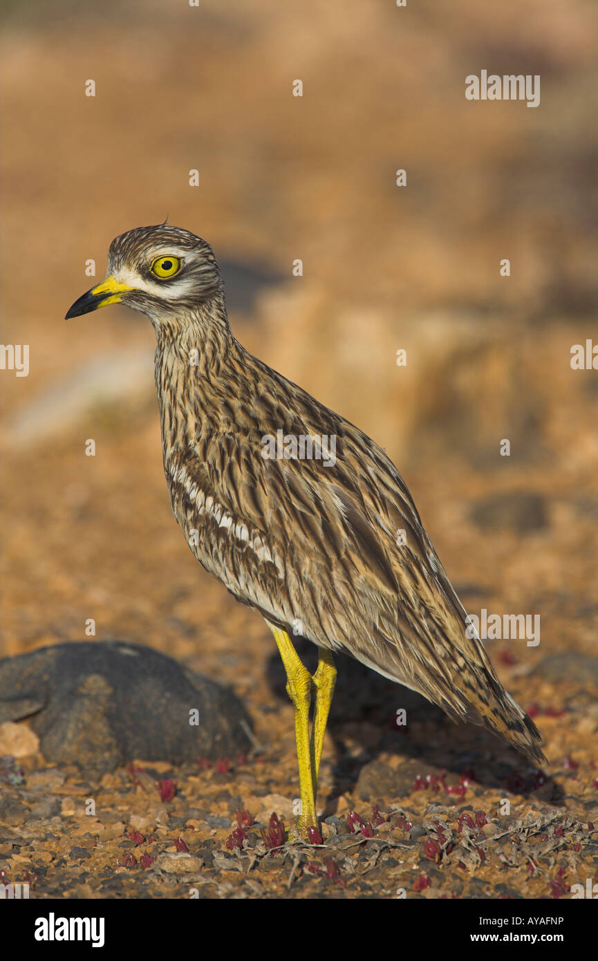 Stone Curlew Burhinus Oedicnemus stehen in Wüste auf Fuerteventura im März. Stockfoto