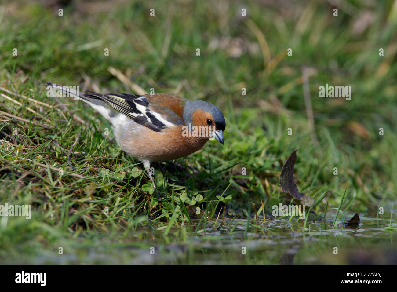 Männliche Buchfink Fringilla Coelebs am Teich trinken Potton Bedfordshire Stockfoto