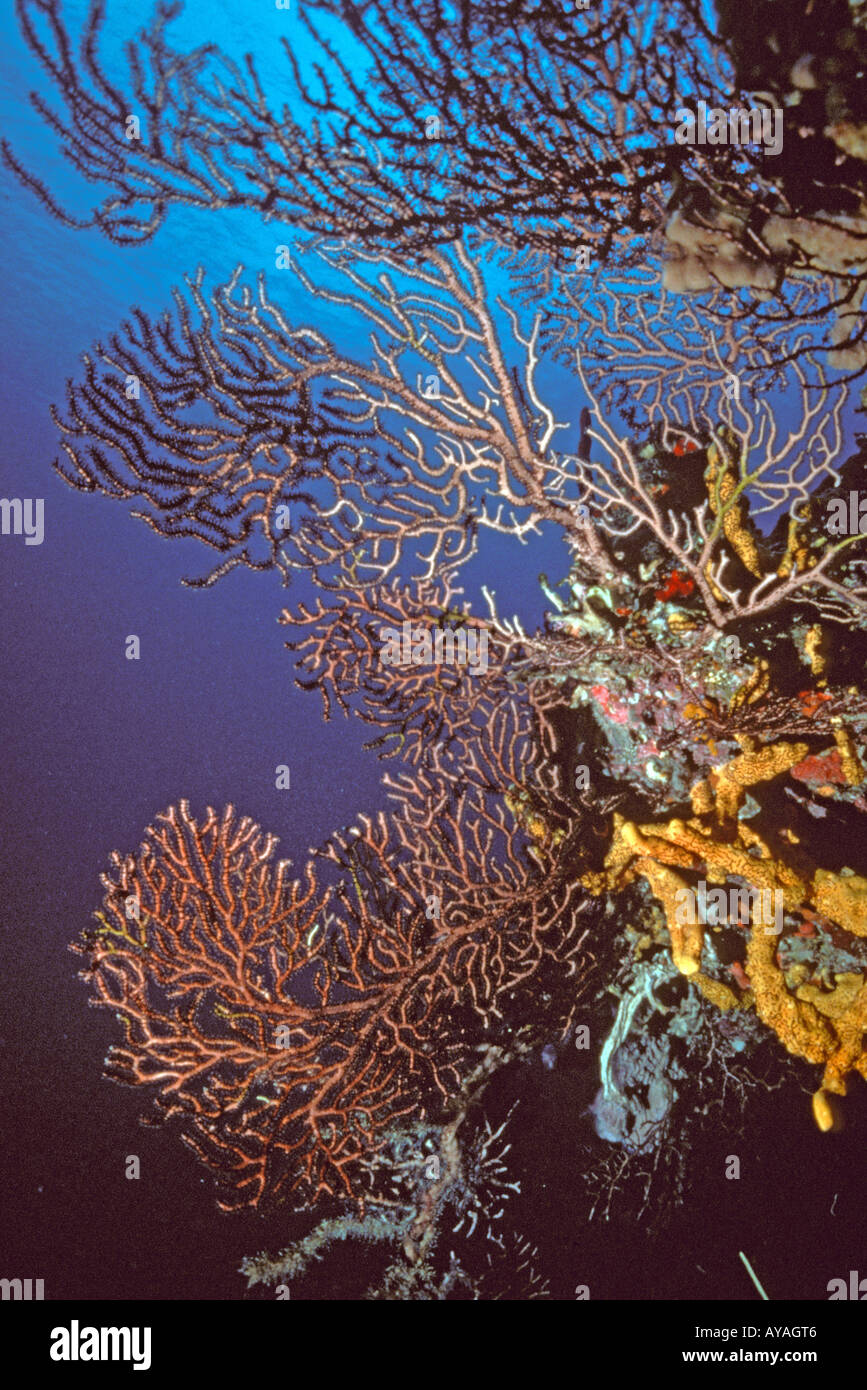 Korallenriff-Gorgonie Tiefenwasser Gorgonien Weichkorallen helle Farben lila rot gelb blau ikonischen Unterwasser Hintergrundbild Stockfoto