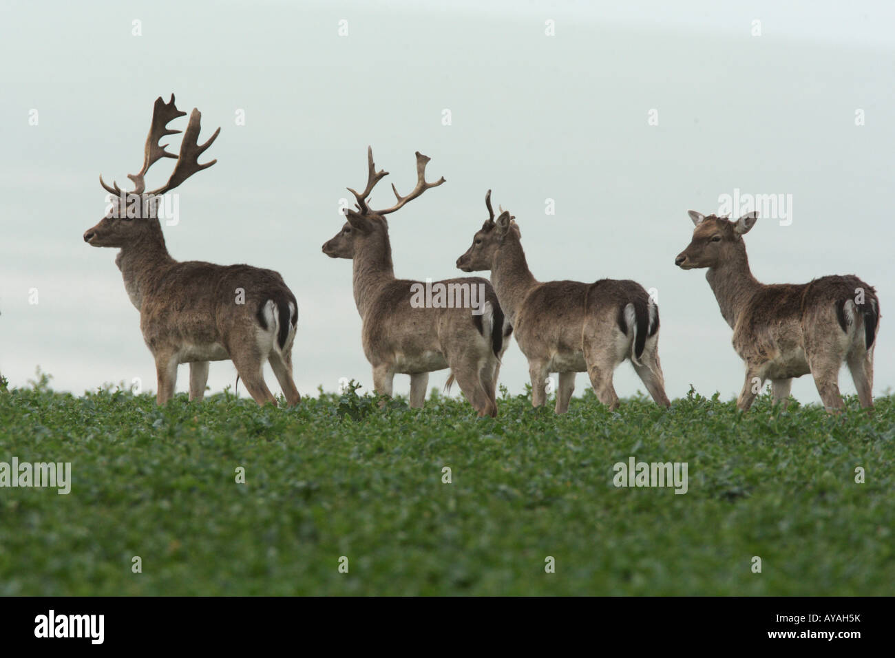 Damhirsch Dama Dama Gruppe auf Winterweizen Therfield Hertfordshire Stockfoto