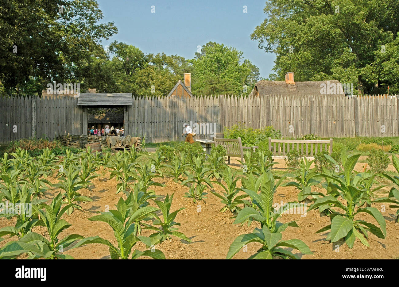 Jamestown Settlement Fort James Garten Tabak Leben Geschichtsmuseum Virginia, USA Stockfoto
