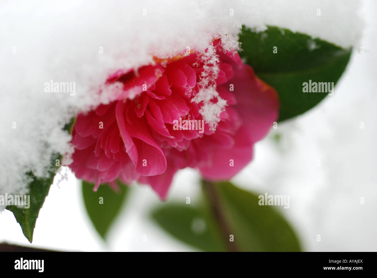 Frühlingsschnee Stockfoto