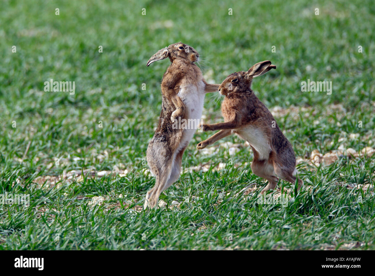 Braune Hasen Lepus Europaeus sitzen im Winterweizen Boxen suchen alert Therfield Hertfordshire Stockfoto