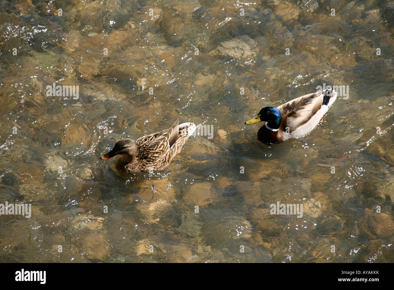 Paar Enten schwimmen Stockfoto