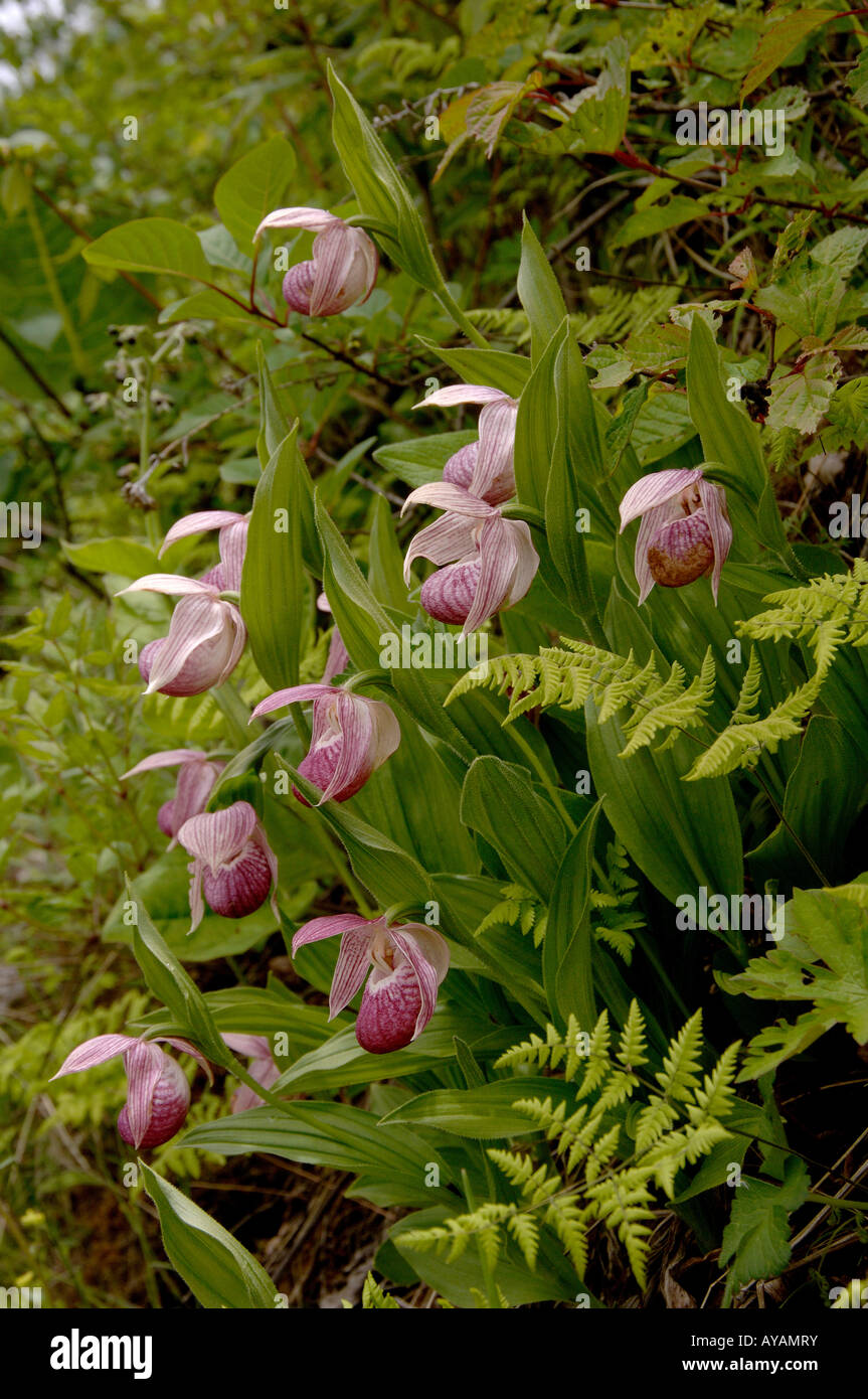 Ladys Slipper Orchideen Cypripedium Tibeticum in der Nähe von Napa See Yunnan Stockfoto