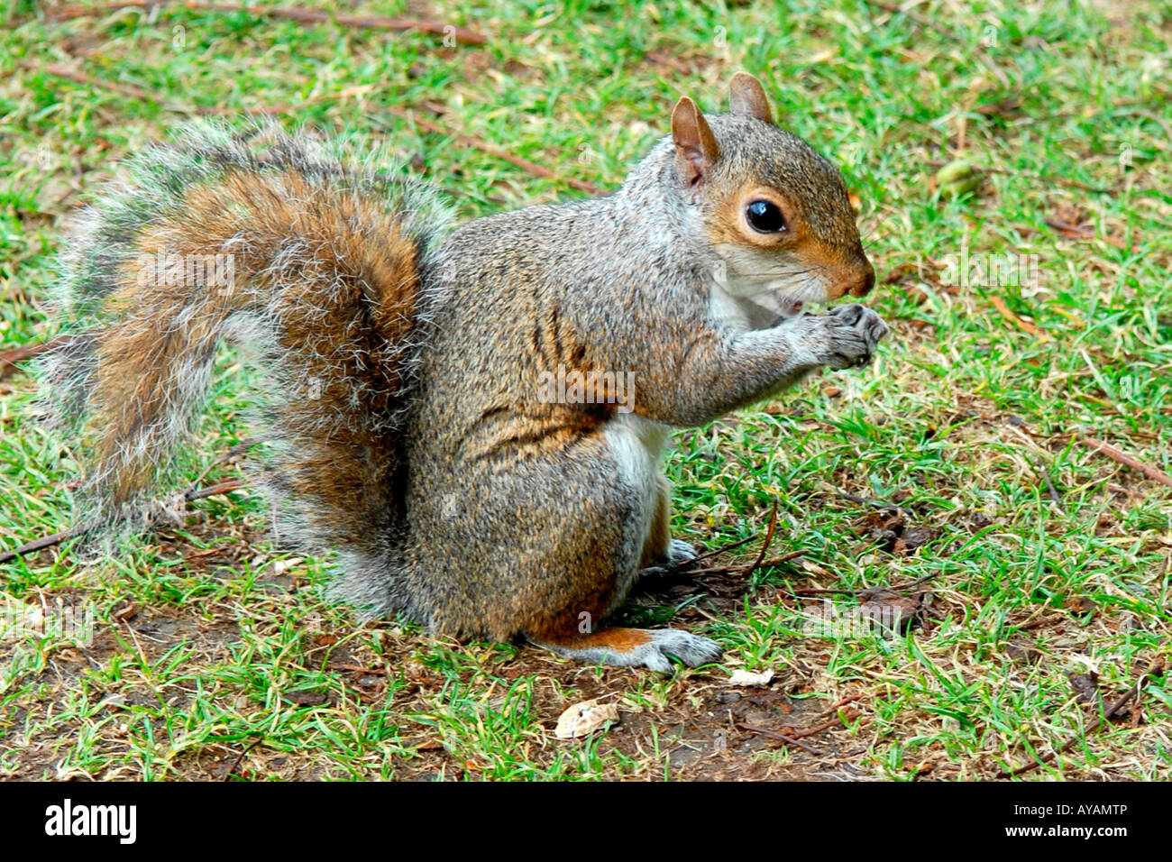 Greenwich Park Labyrinth Hill London, Grau oder graue Eichhörnchen essen Mutter Nahaufnahme Makro aufrecht sitzend Gras Seite Profil ansehen Niedlich süß Stockfoto