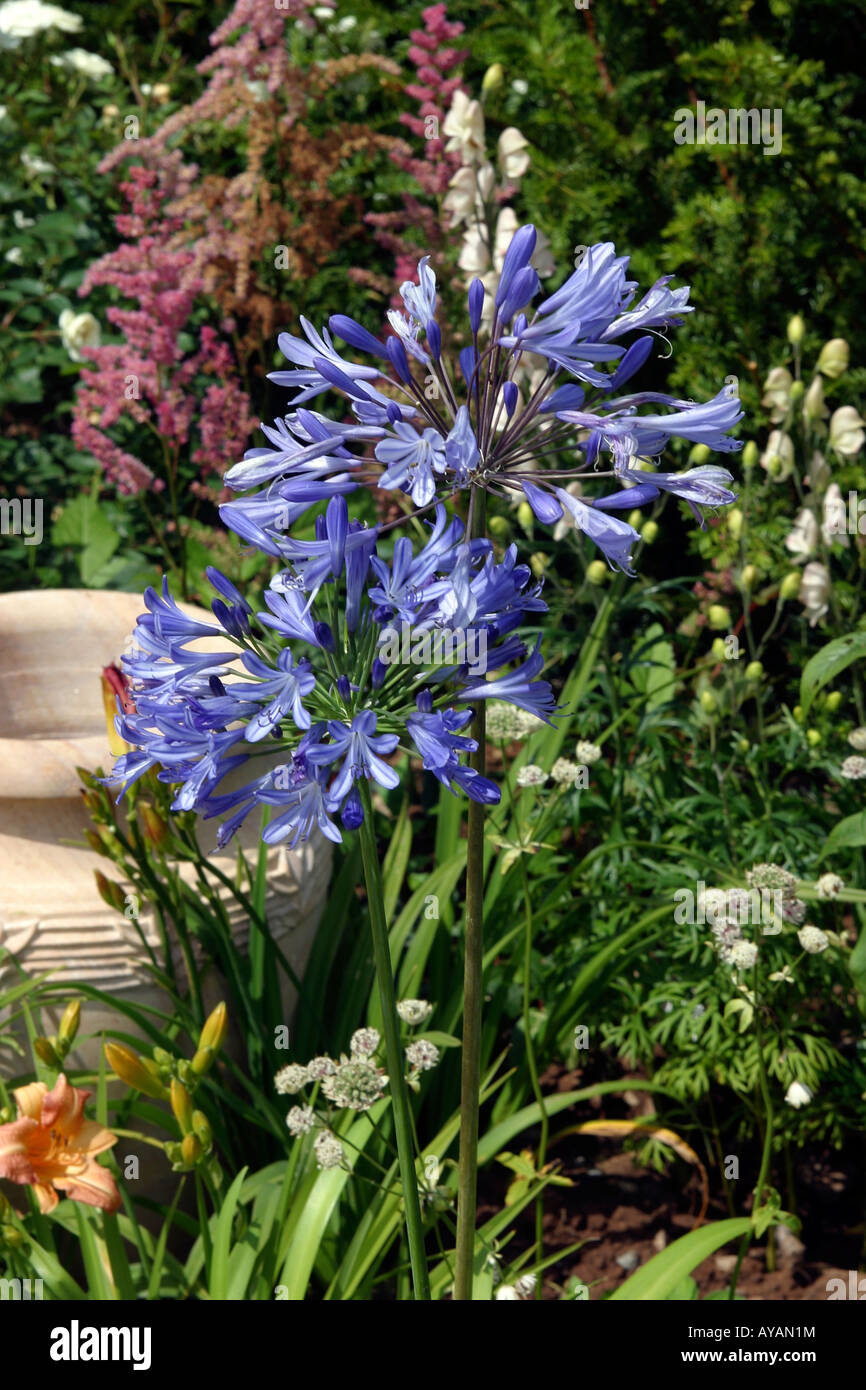 RHS Flower Show blaue Agapanthus Blume afrikanischen lilly Stockfoto