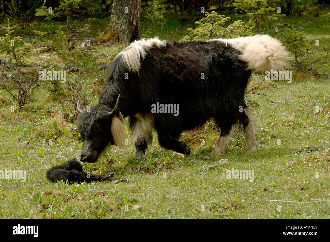 Jak Mutter checkt neugeborenes Kalb Yunnan China Stockfoto