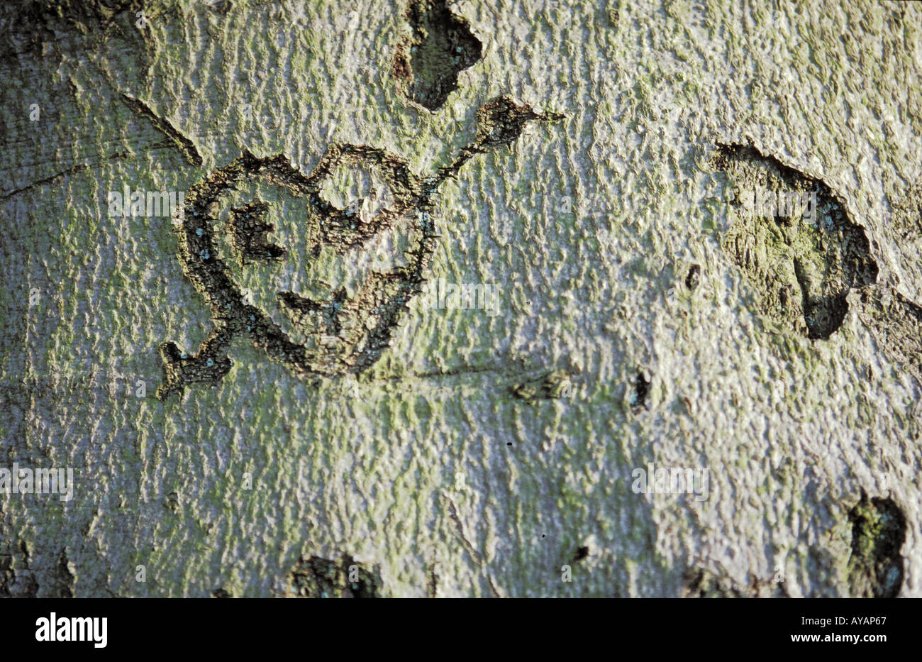 pfeil-durchbohrt-das-herz-fotos-und-bildmaterial-in-hoher-aufl-sung