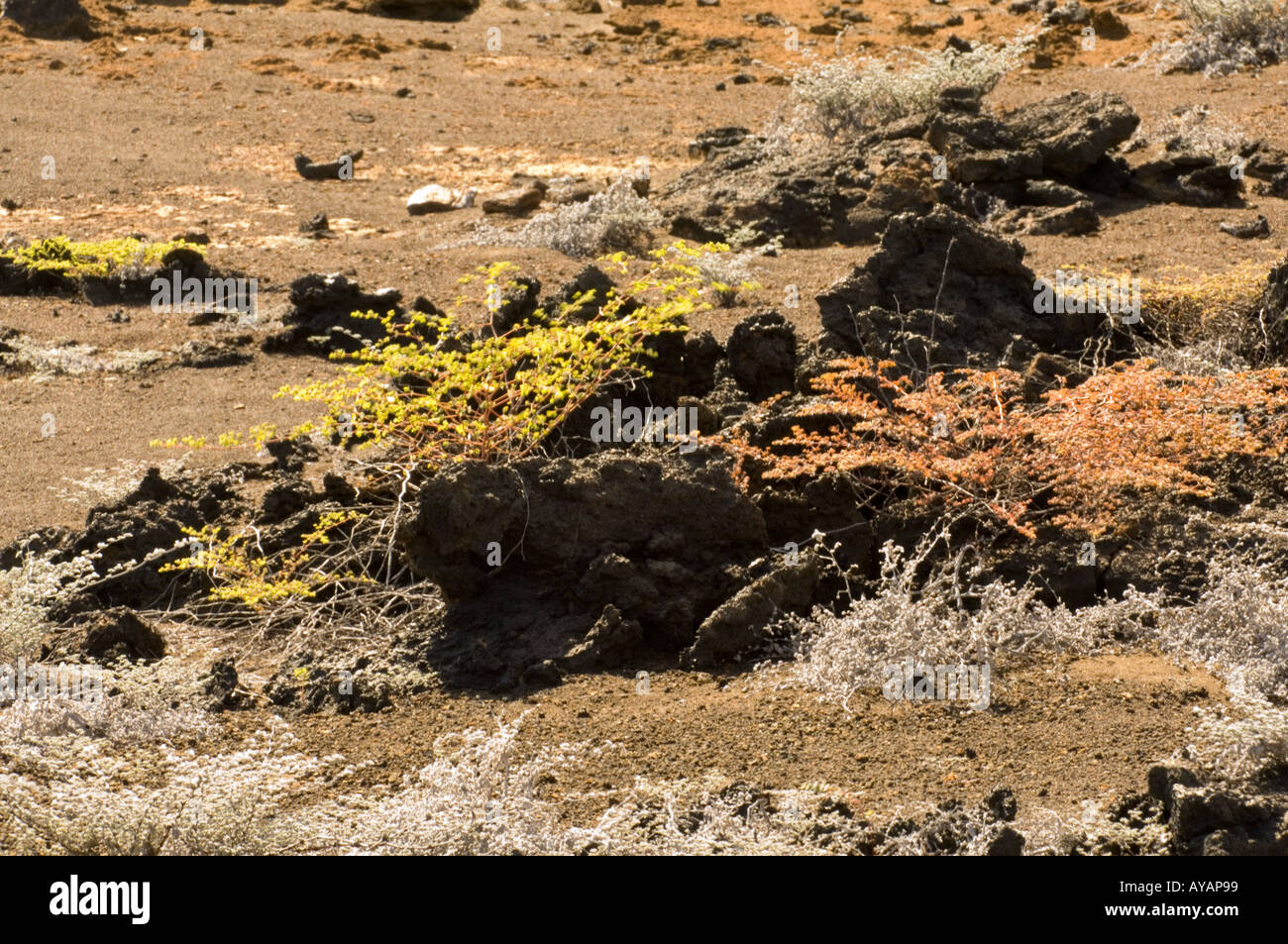 Vegitation auf junge Lavastein Bartolome Insel Galapagos Equador Stockfoto