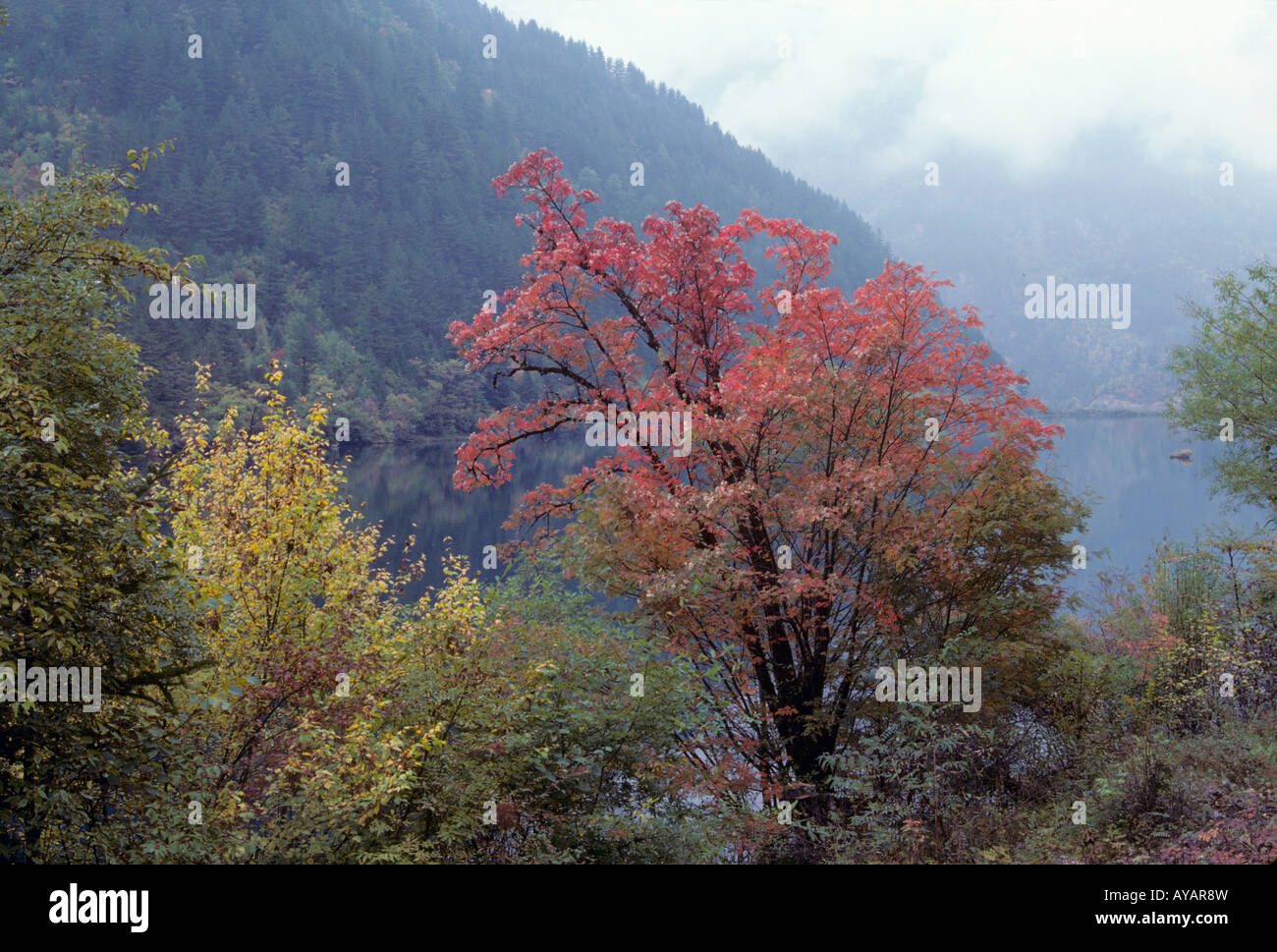 Chinesische Eberesche Sorbus Hupiensis Fruchtkörper im Herbst gegen Mirror Lake, Jiuzhaigou (neun Dorf Schlucht), Sichuan, China Stockfoto