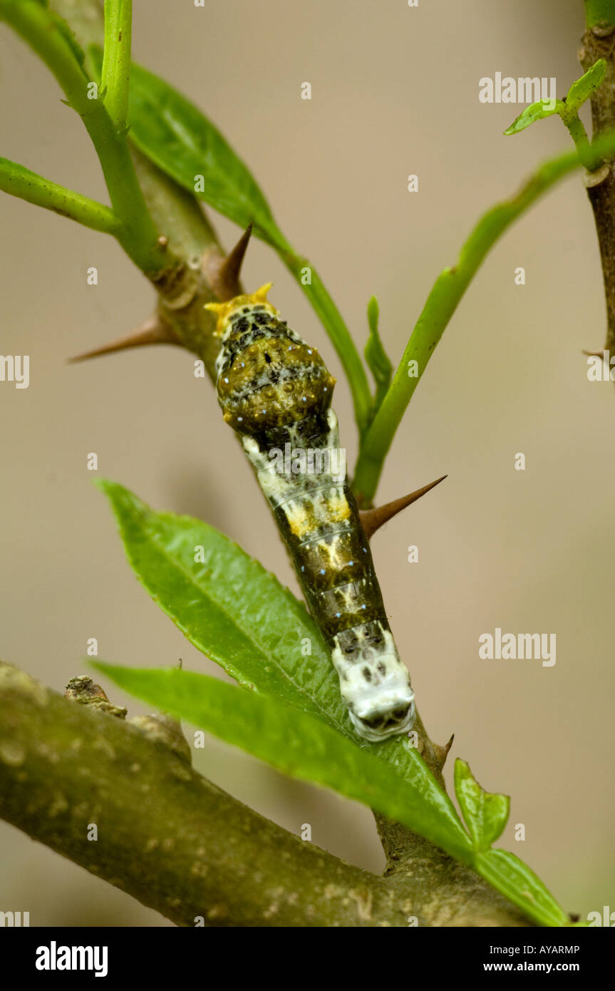 Junge Schwalbenschwanz Larve ahmt einen Vogel fallen Yunnan China Stockfoto